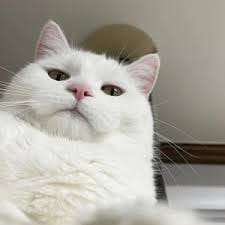 سرفراز احمد avatar