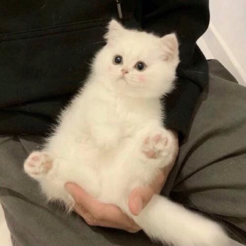 بشارا انصاری avatar